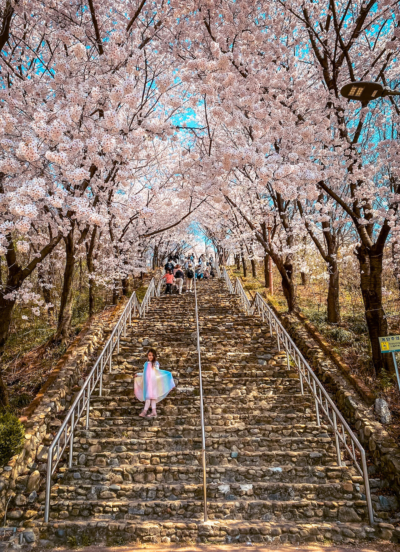 cherry blossoms in korea | chimsanjeong pavilion daegu 