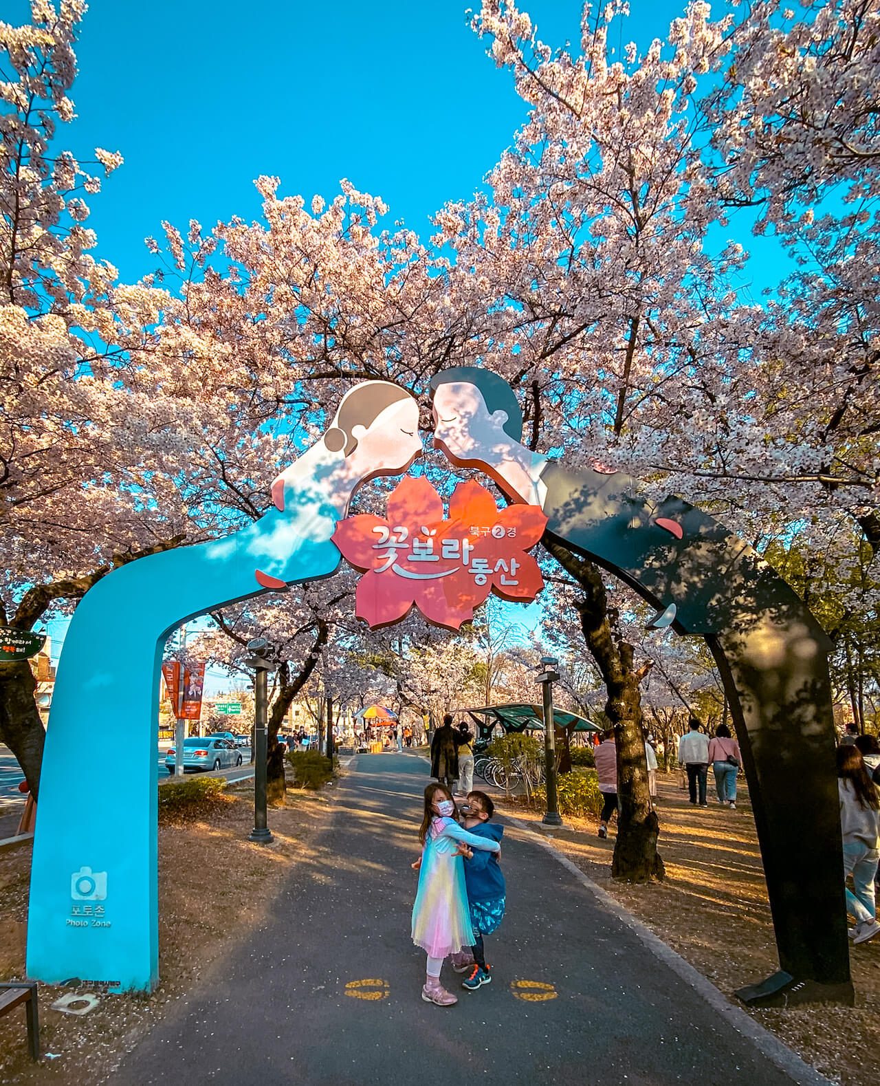 cherry blossoms in korea | flower bora hill daegu