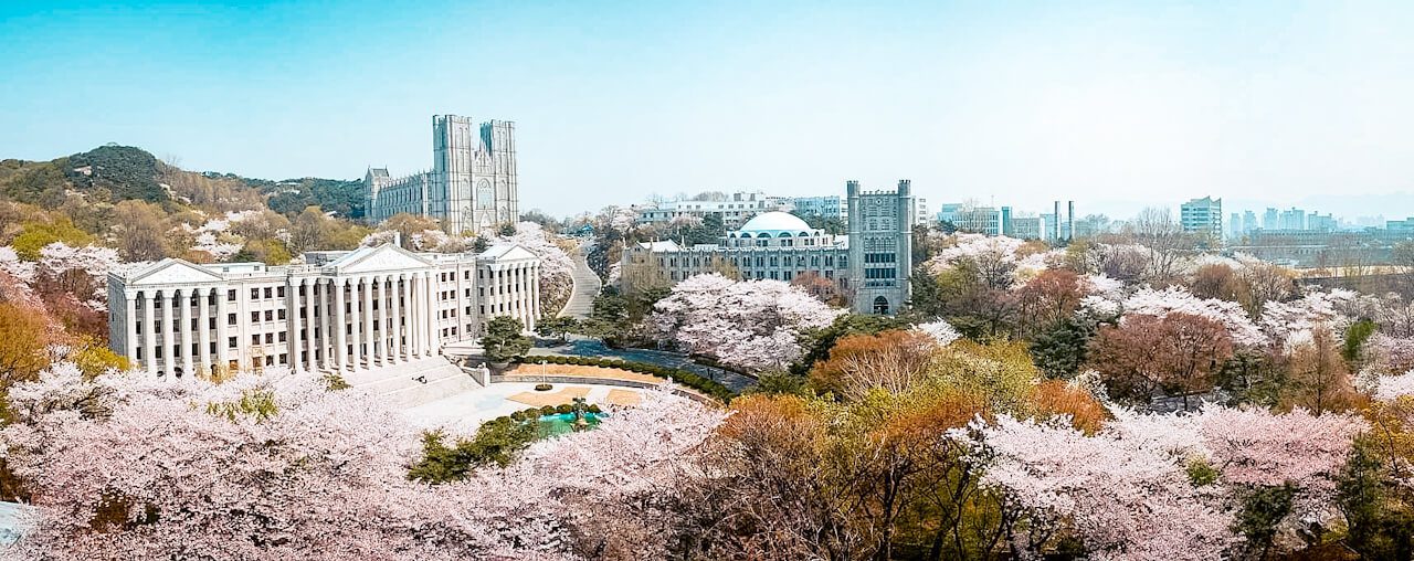 cherry blossoms in seoul | kyung hee university
