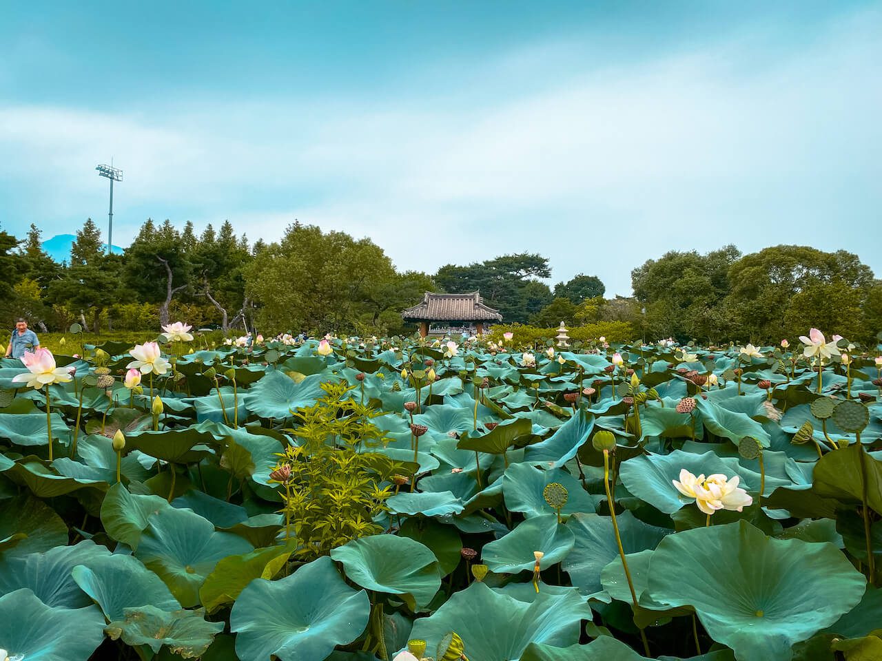korea in july | semiwon lotus flowers
