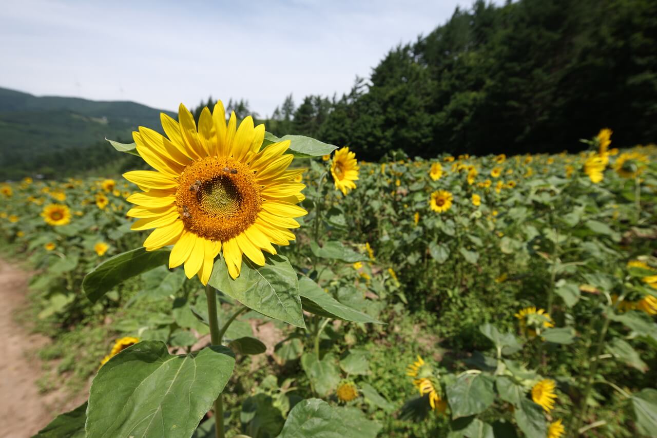korea in august | sunflowers at taebaek botanical garden