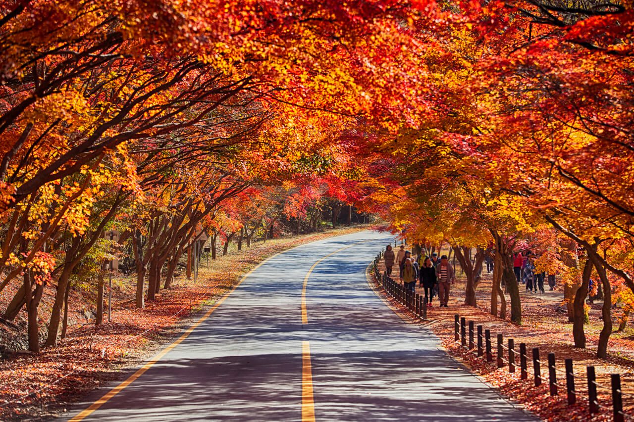 autumn in korea | naejangsan national park