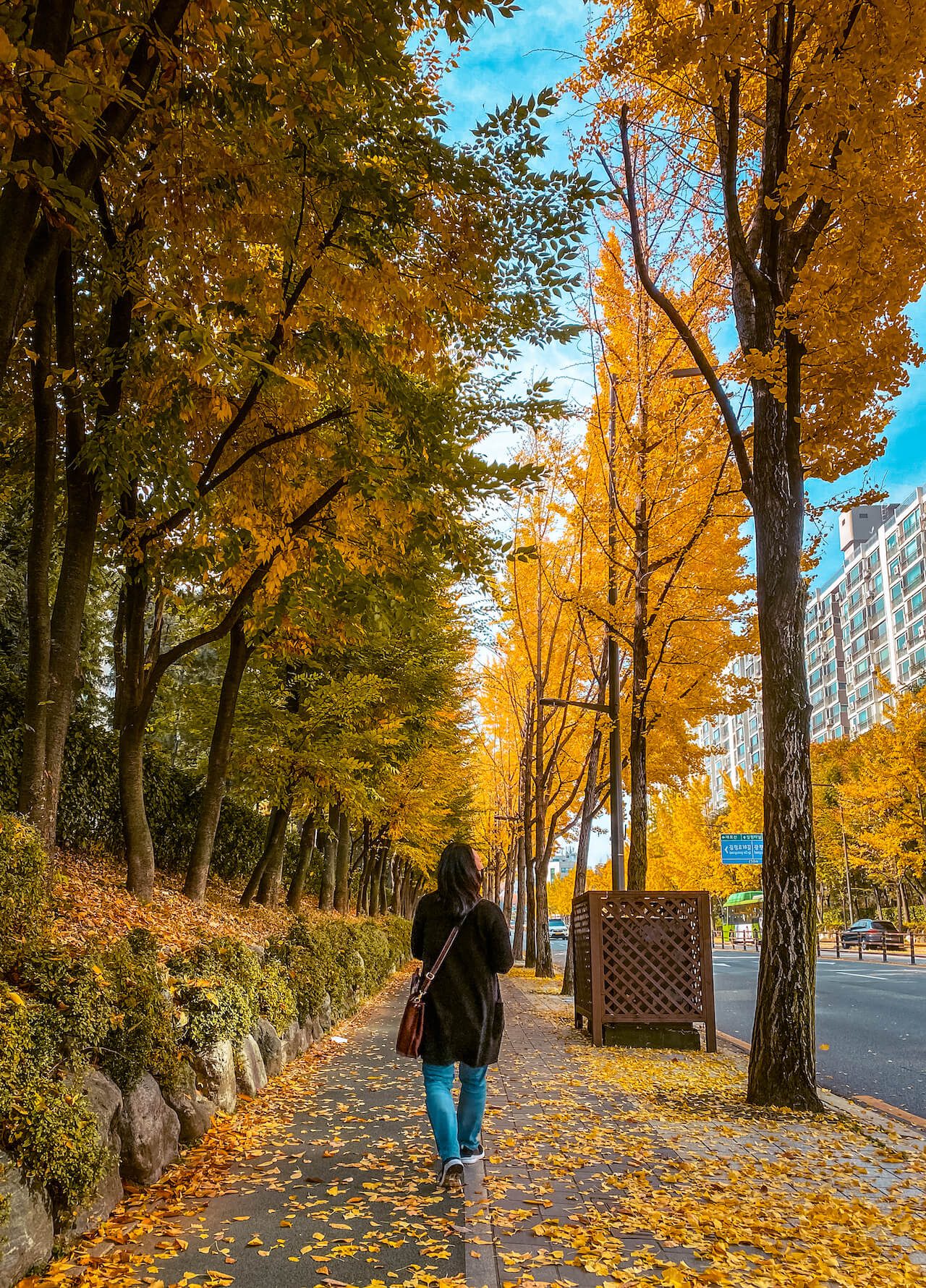 ginkgo tree roads in korea