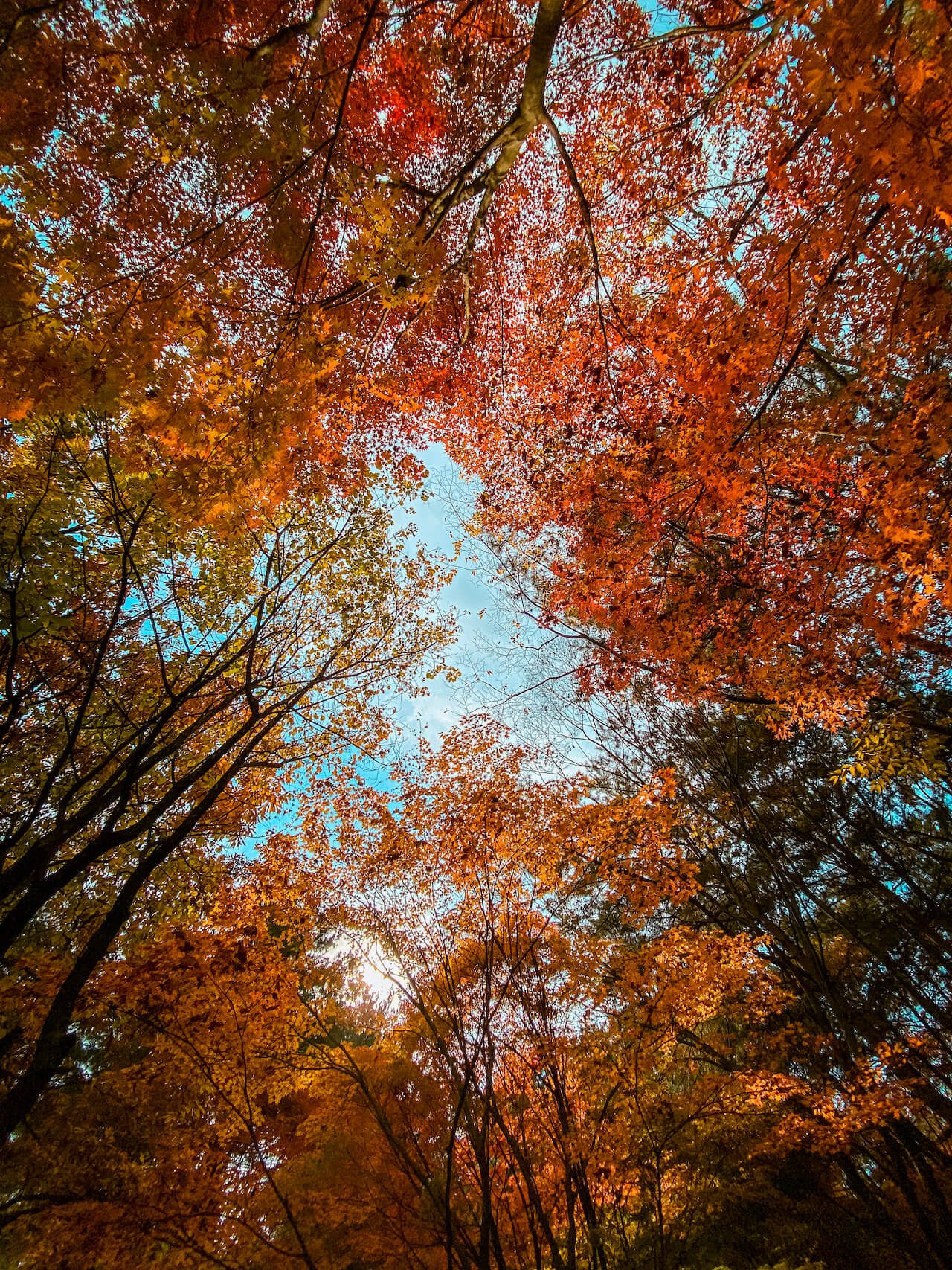 autumn in korea | seoul forest