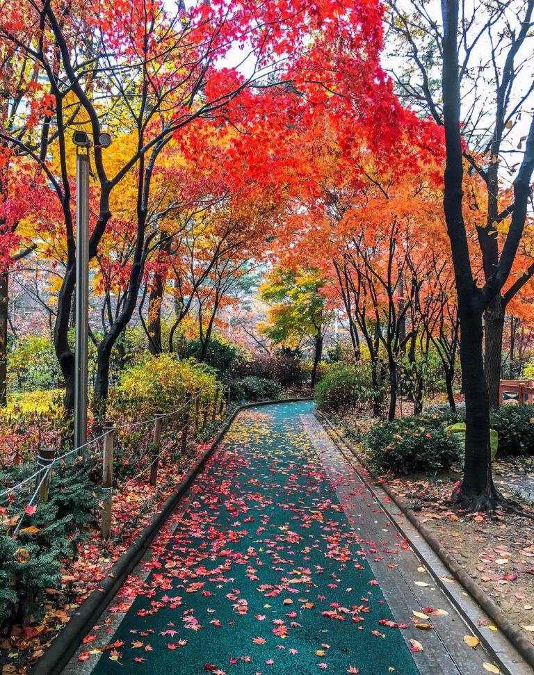 Autumn In Korea Forecast 2025 48 Exceptional Places To See autumn-in-korea-forecast-2025-48-exceptional-places-to-see