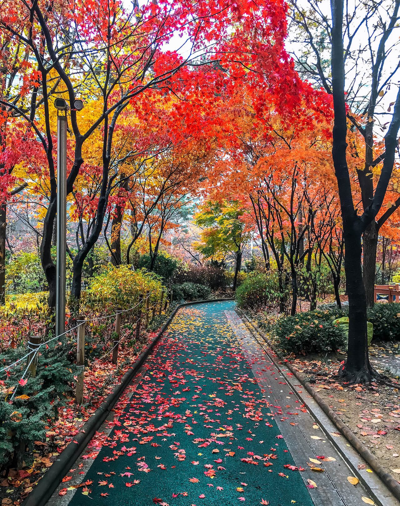 autumn in korea