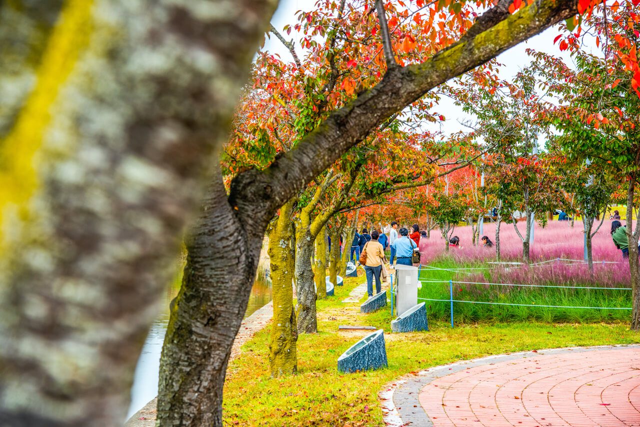 autumn in korea | gyeongju bomun tourist complex