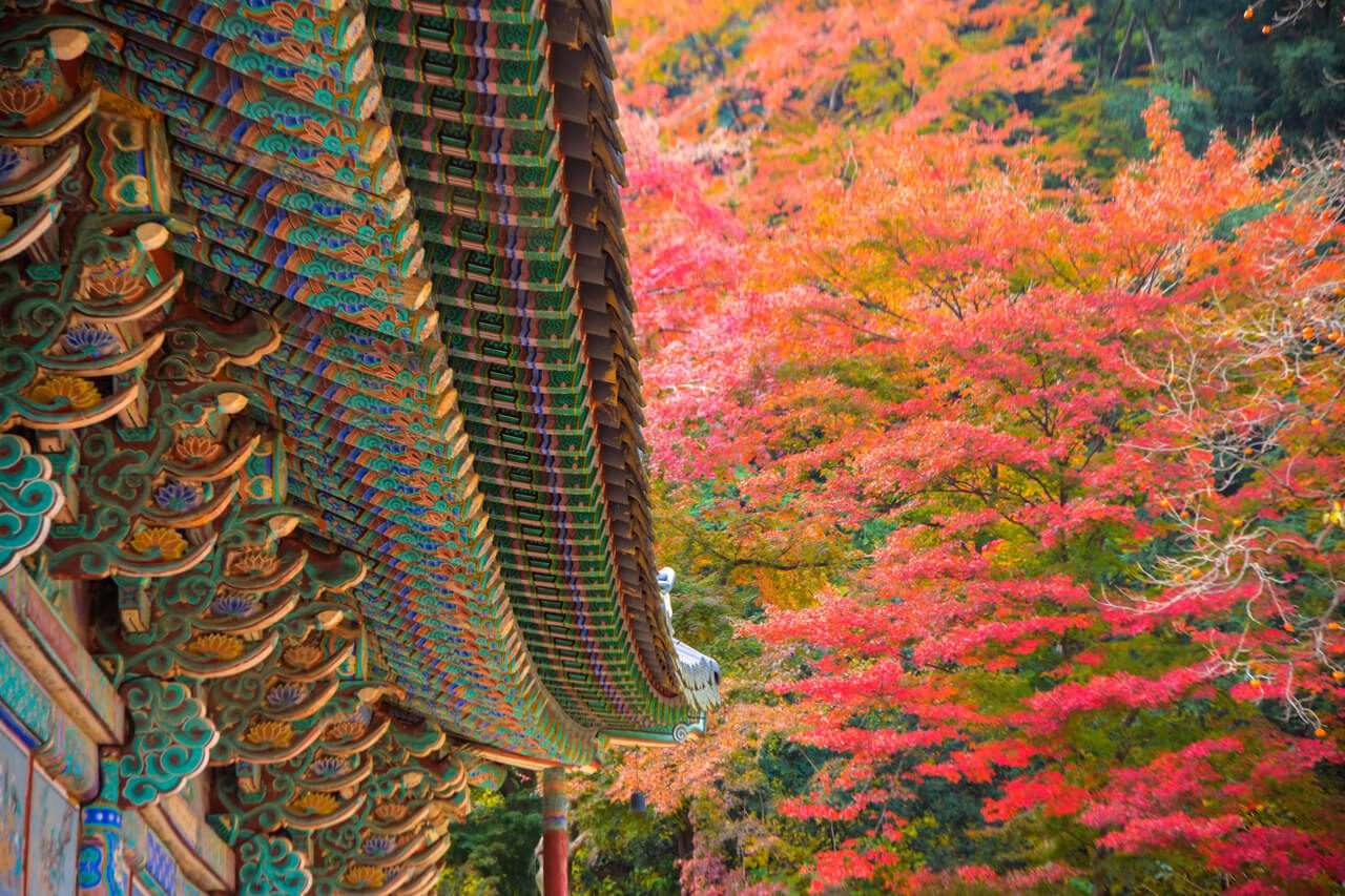 autumn in korea | naejangsa temple in naejangsan national park