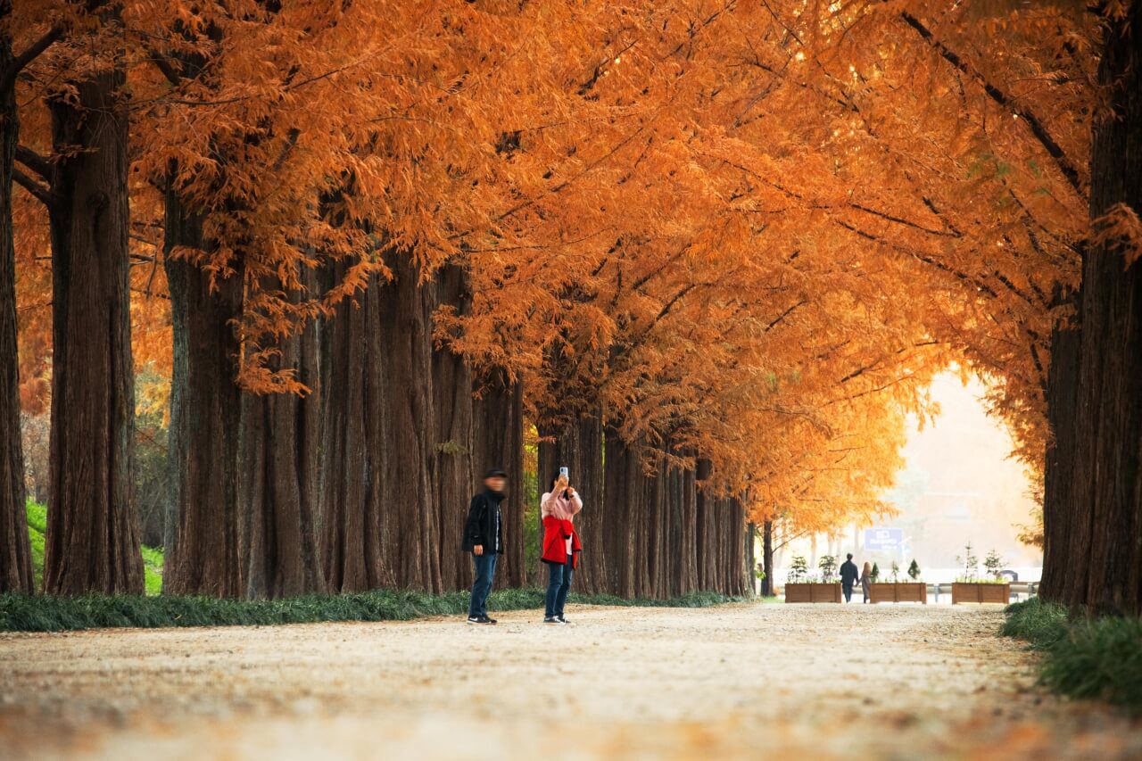 autumn in korea | damyang metasequoia road