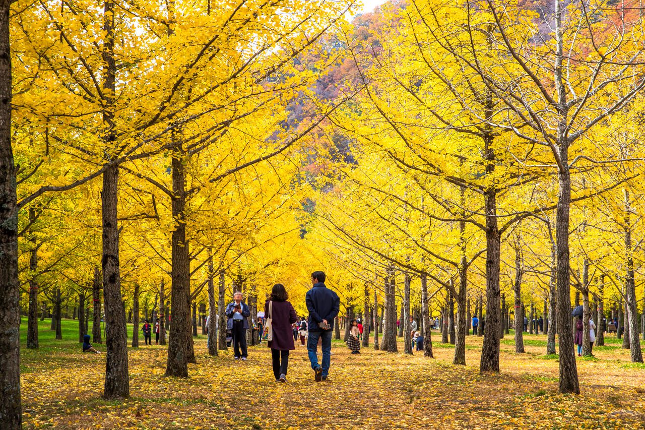 autumn in korea | hongcheon ginkgo forest