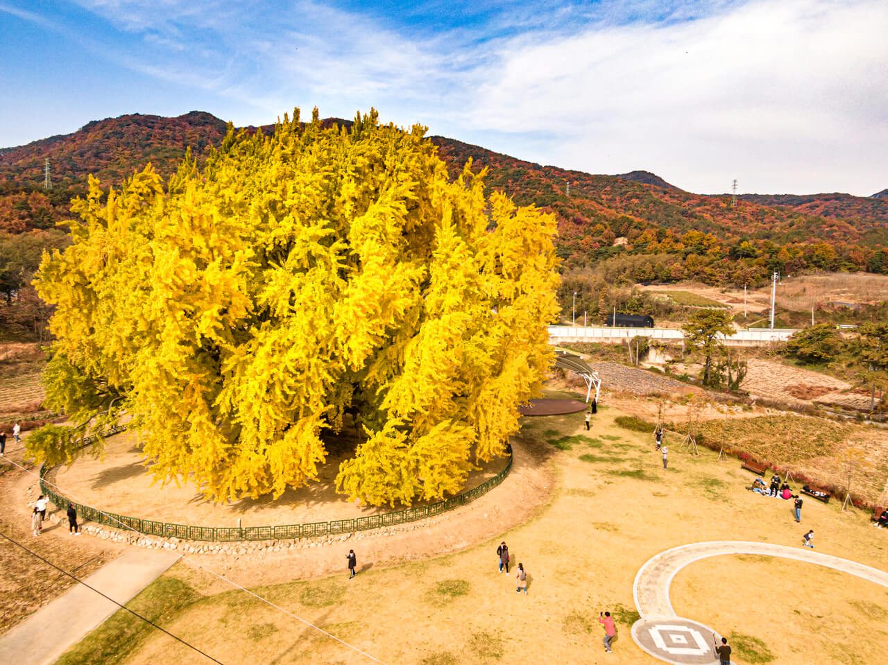 autumn in korea | bangyeri ginkgo tree wonju