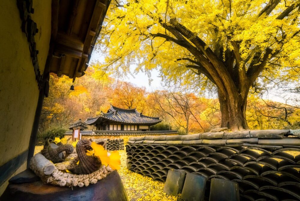 autumn in gyeongju