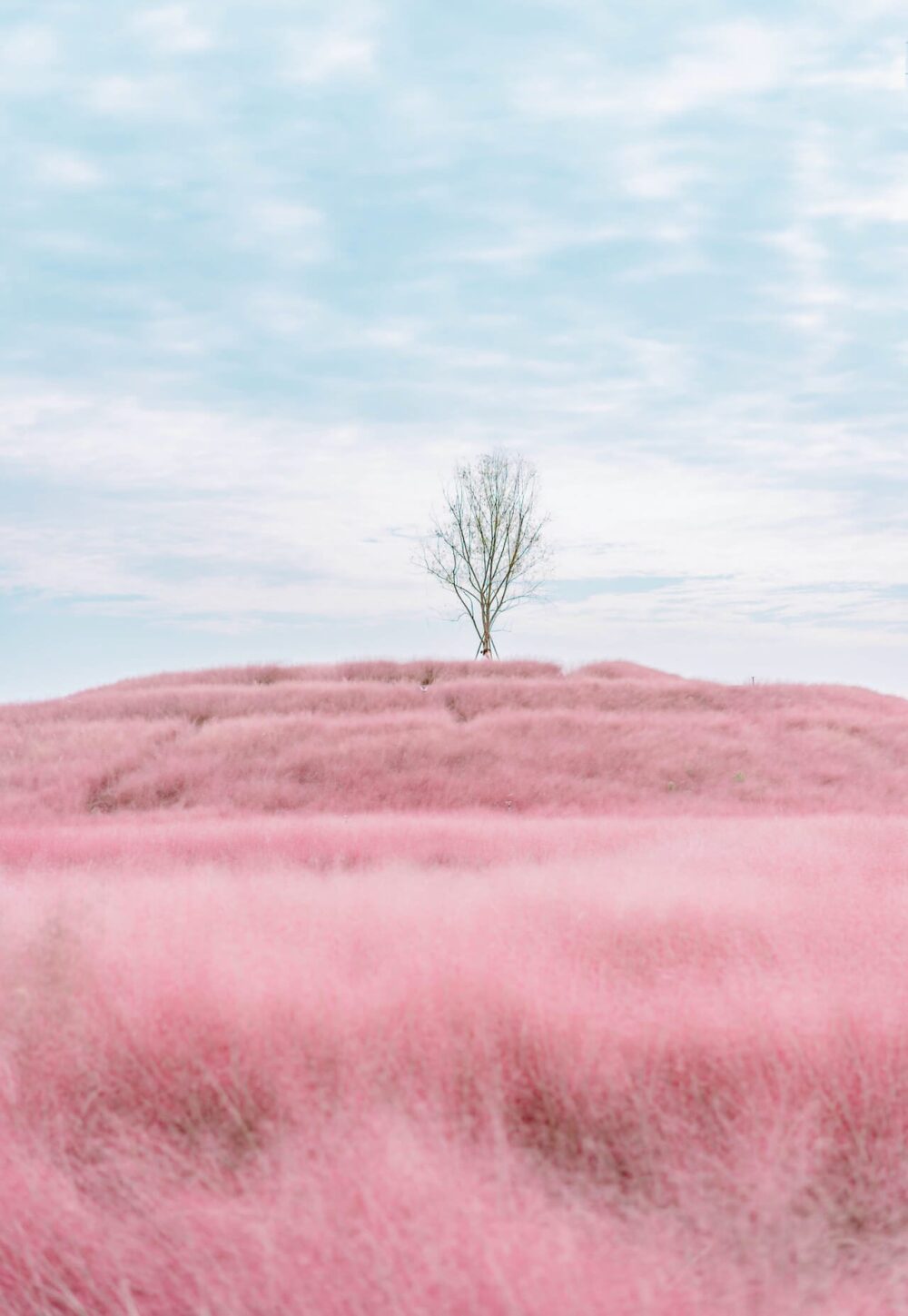 pink muhly grass in korea