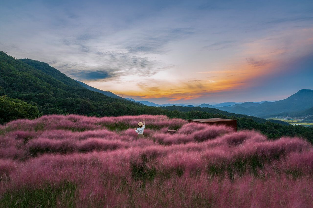 korea in october | pink muhly grass