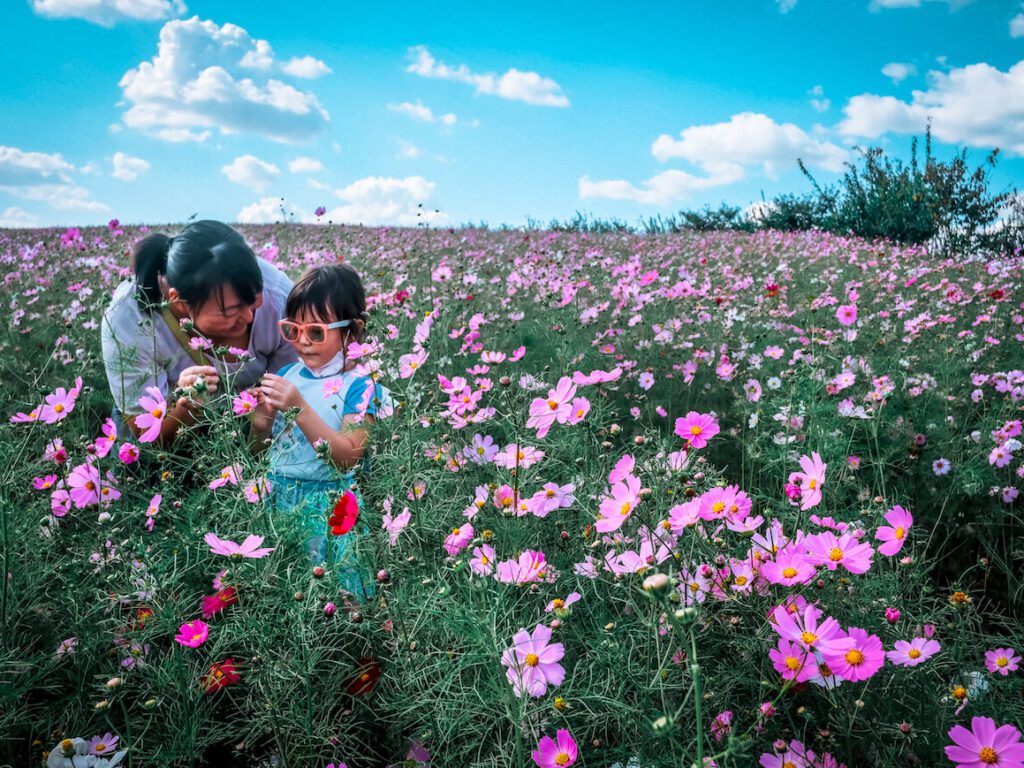 korea in september | anseong farmland