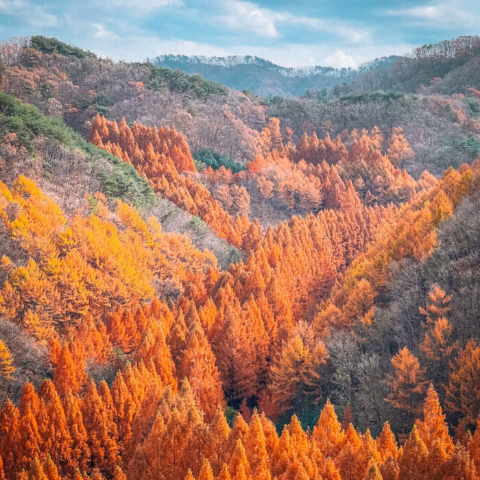 daejeon | jangtaesan forest