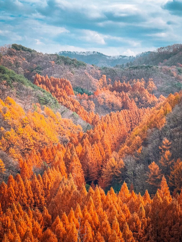 daejeon | jangtaesan forest