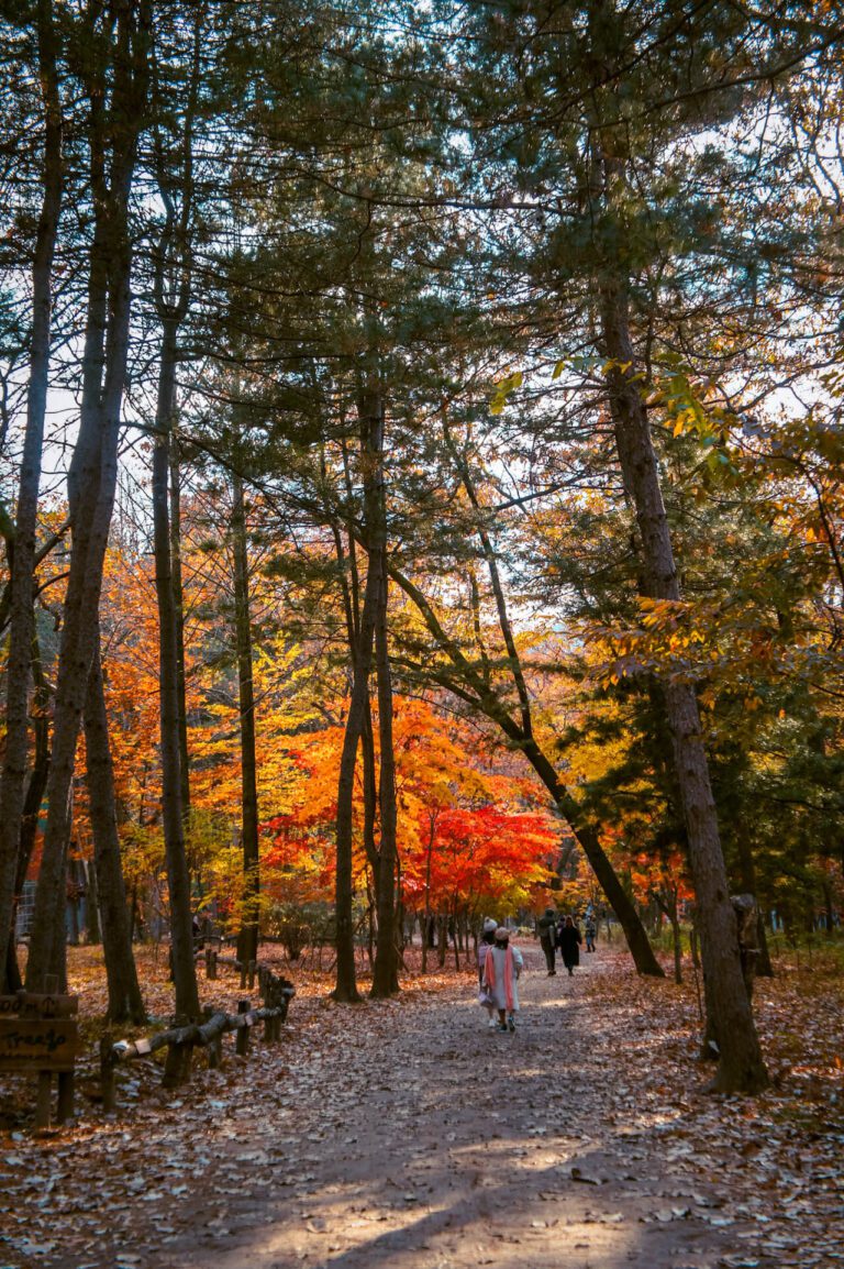 november in south korea | nami island