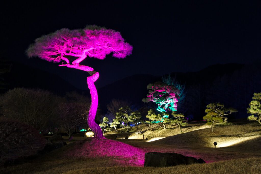 garden of morning calm in winter