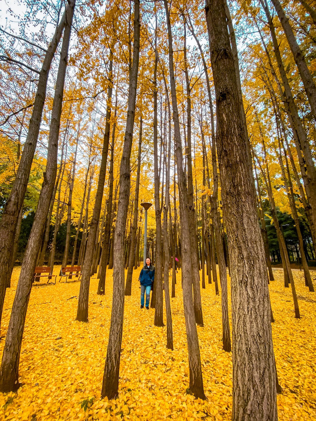 korea in november | seoul forest ginkgo trees