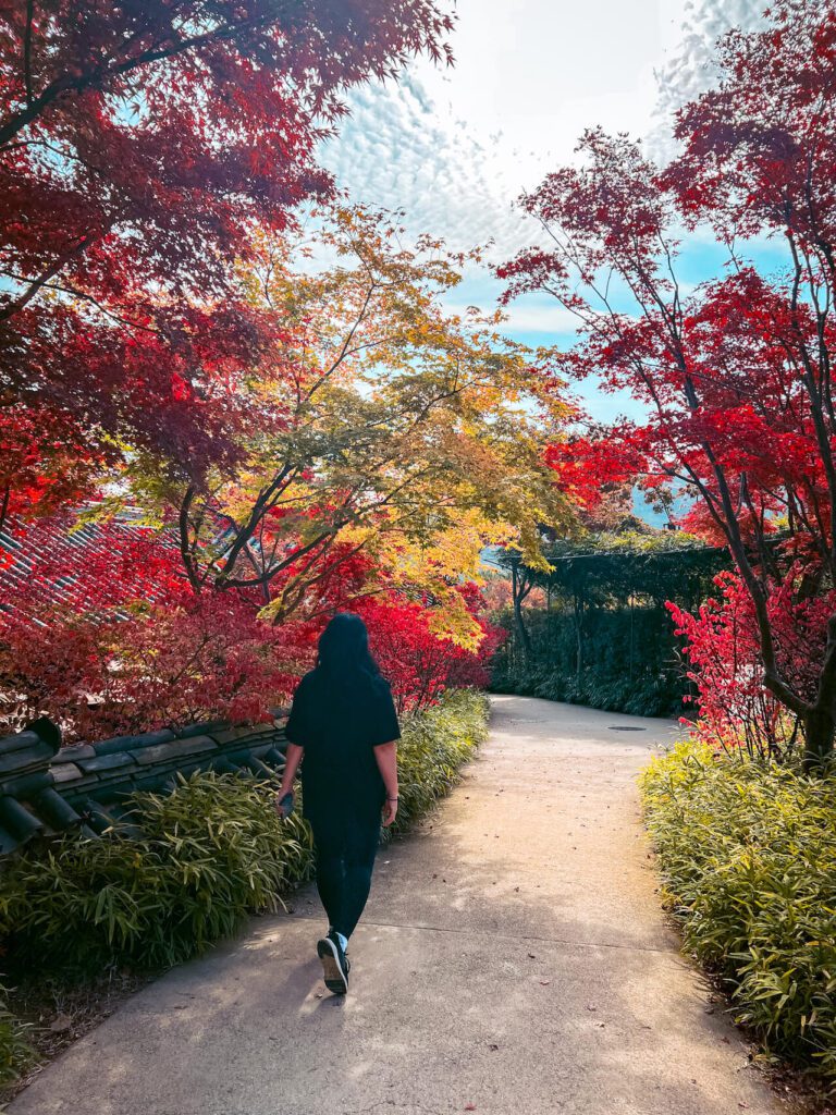 november in korea | hwadam forest