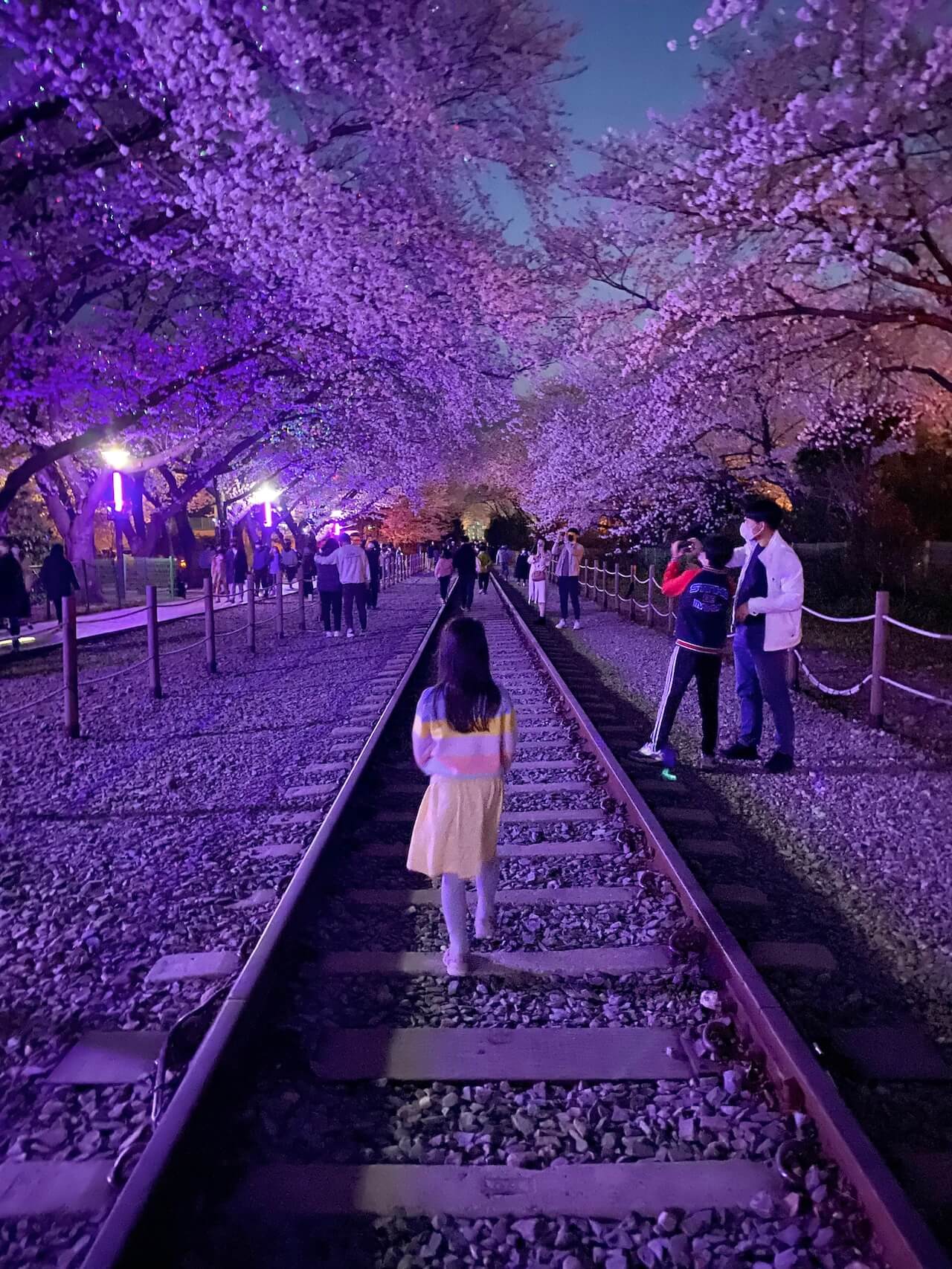 cherry blossoms in korea | jinhae gunhangjae cherry blossom festival