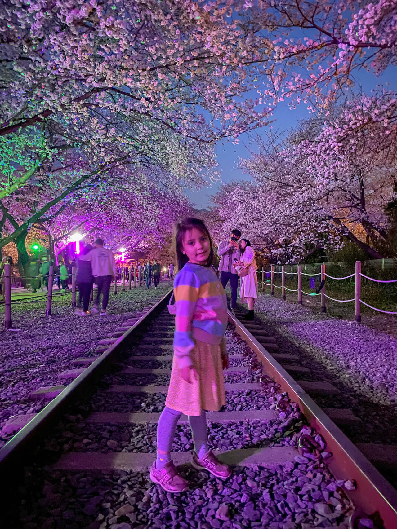 spring in korea | jinhae cherry blossom festival
