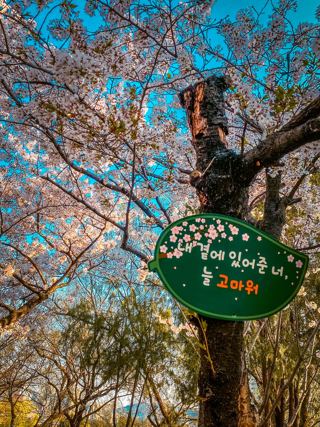 korea in march | cherry blossoms in daegu