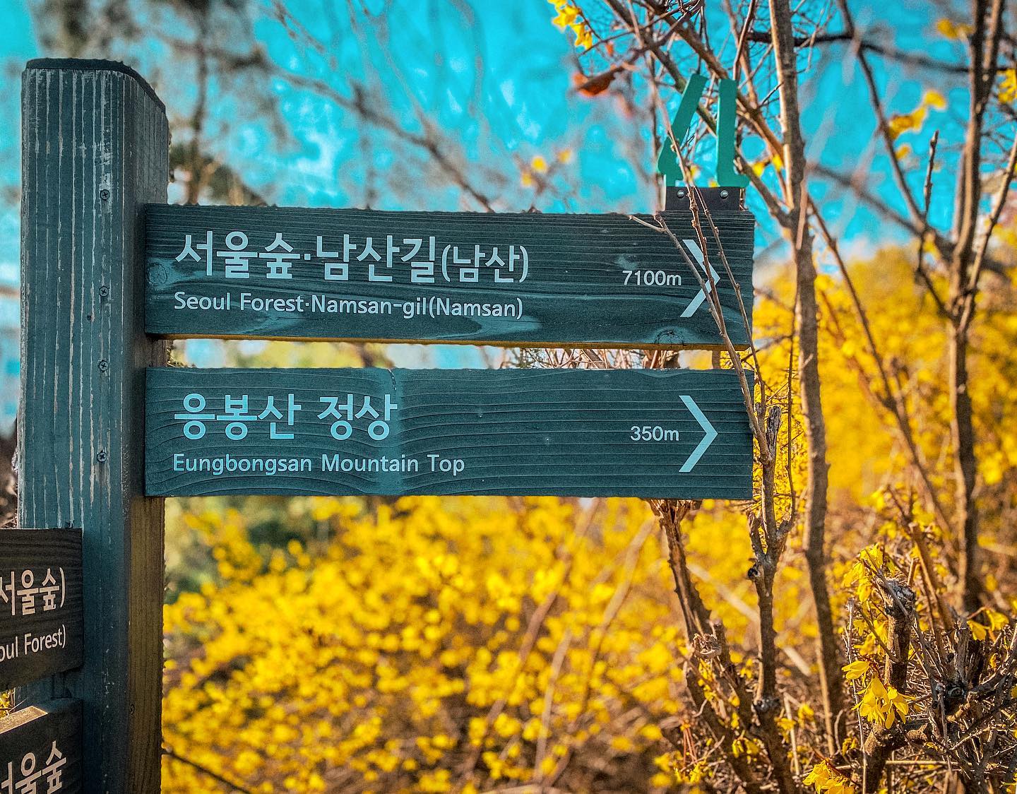 korea in march | Eungbongsan Mountain forsythia