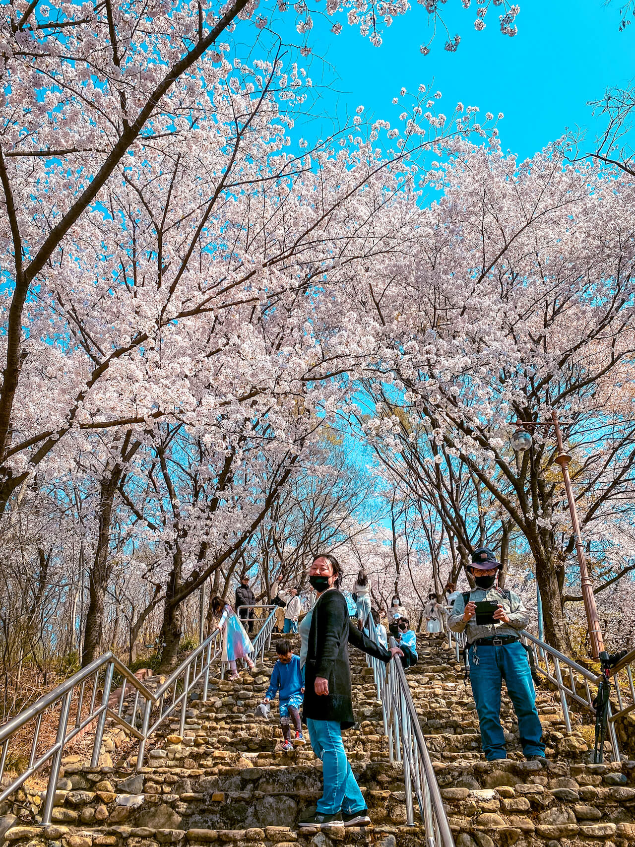 march in south korea | cherry blossoms at chimsanjeong pavilion daegu korea