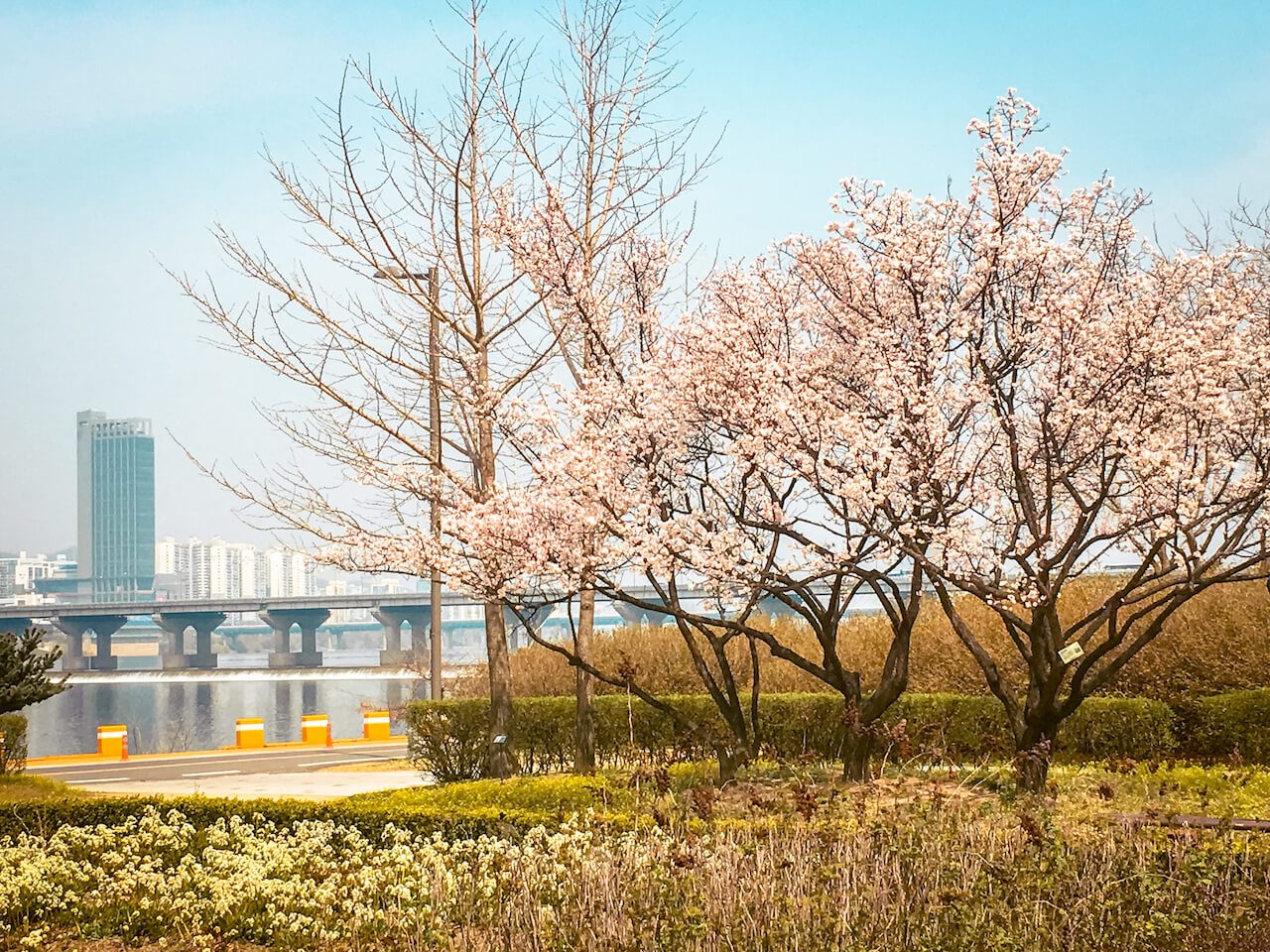 south korea in march | jamsil hangang park plum blossoms