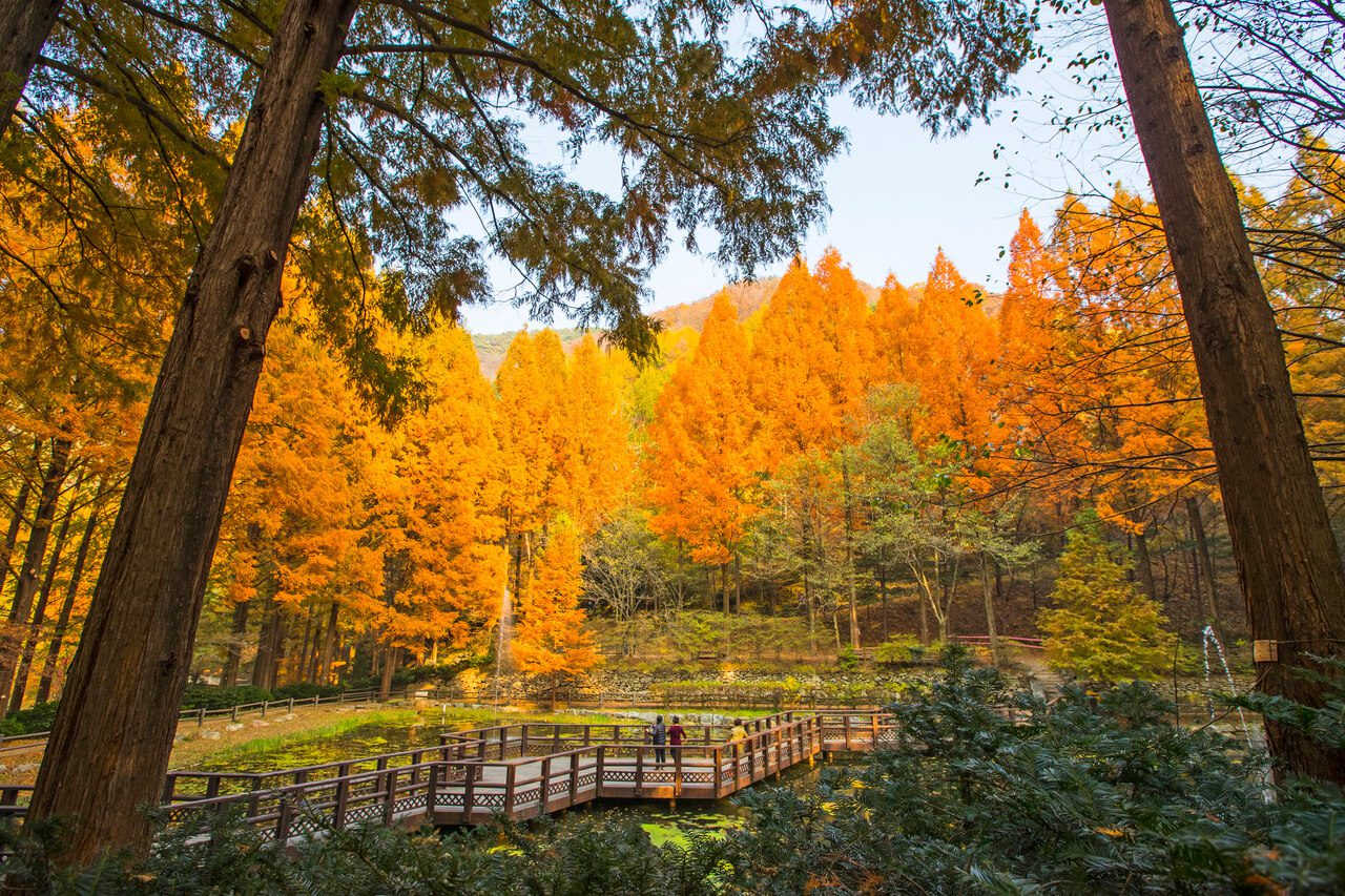 daejeon | jangtaesan recreational forest