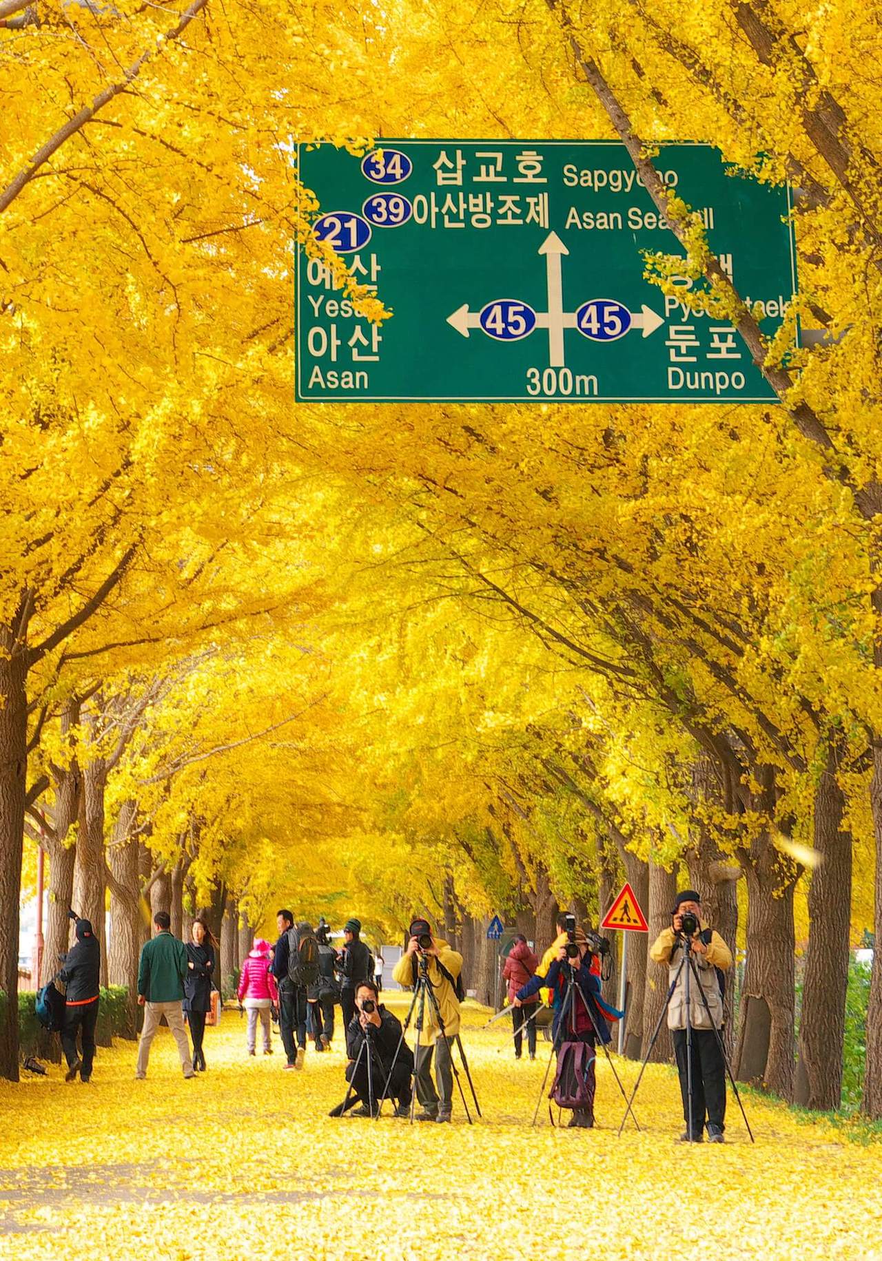 asan ginkgo tree road in autumn