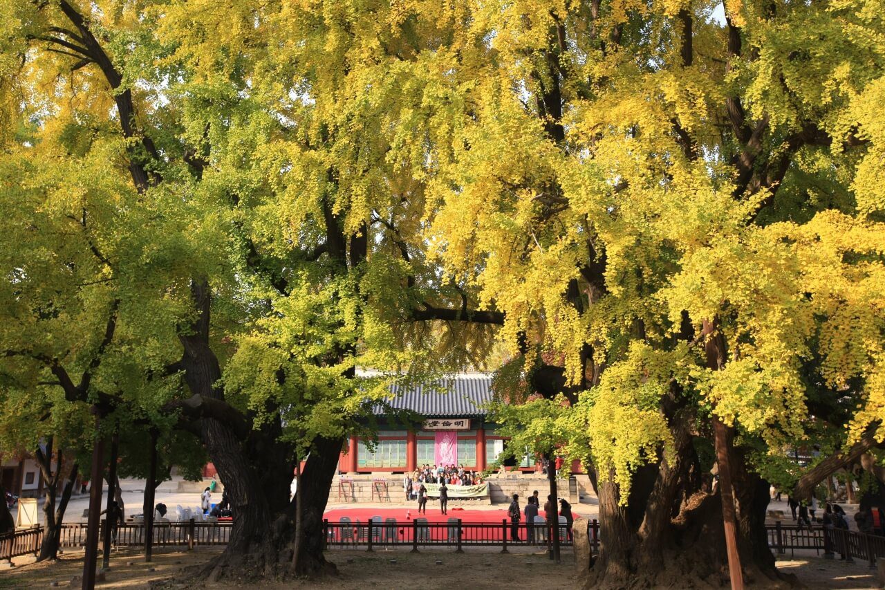 ginkgo trees in seoul | munmyo confucian shrine