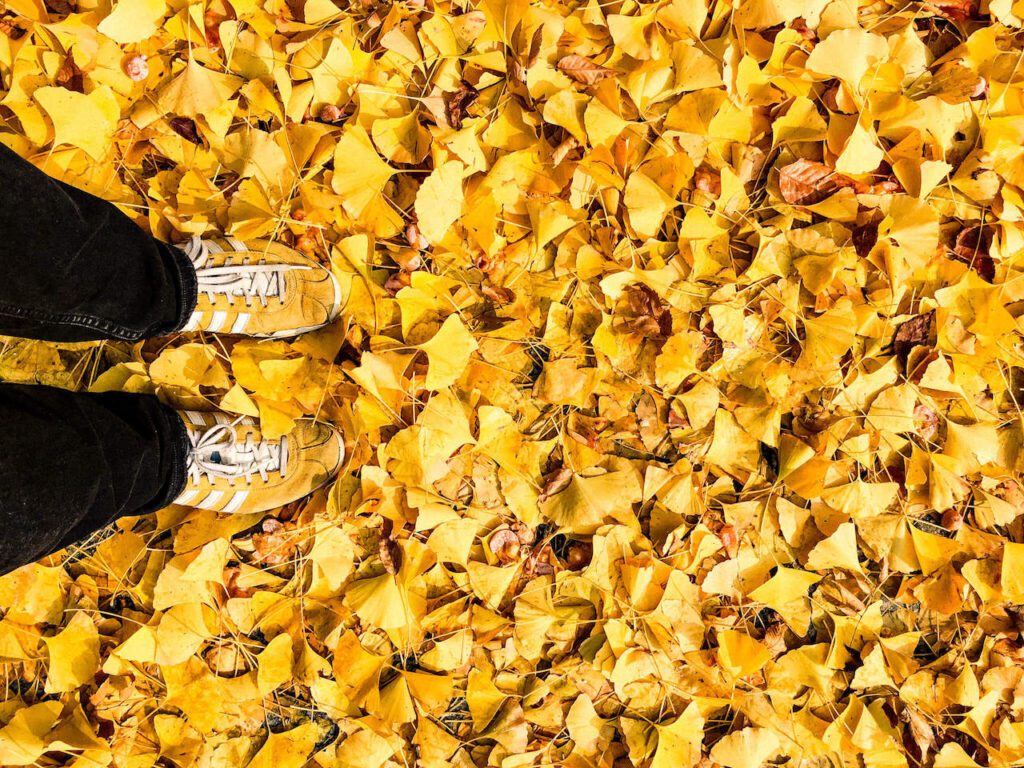 ginkgo leaves in seoul