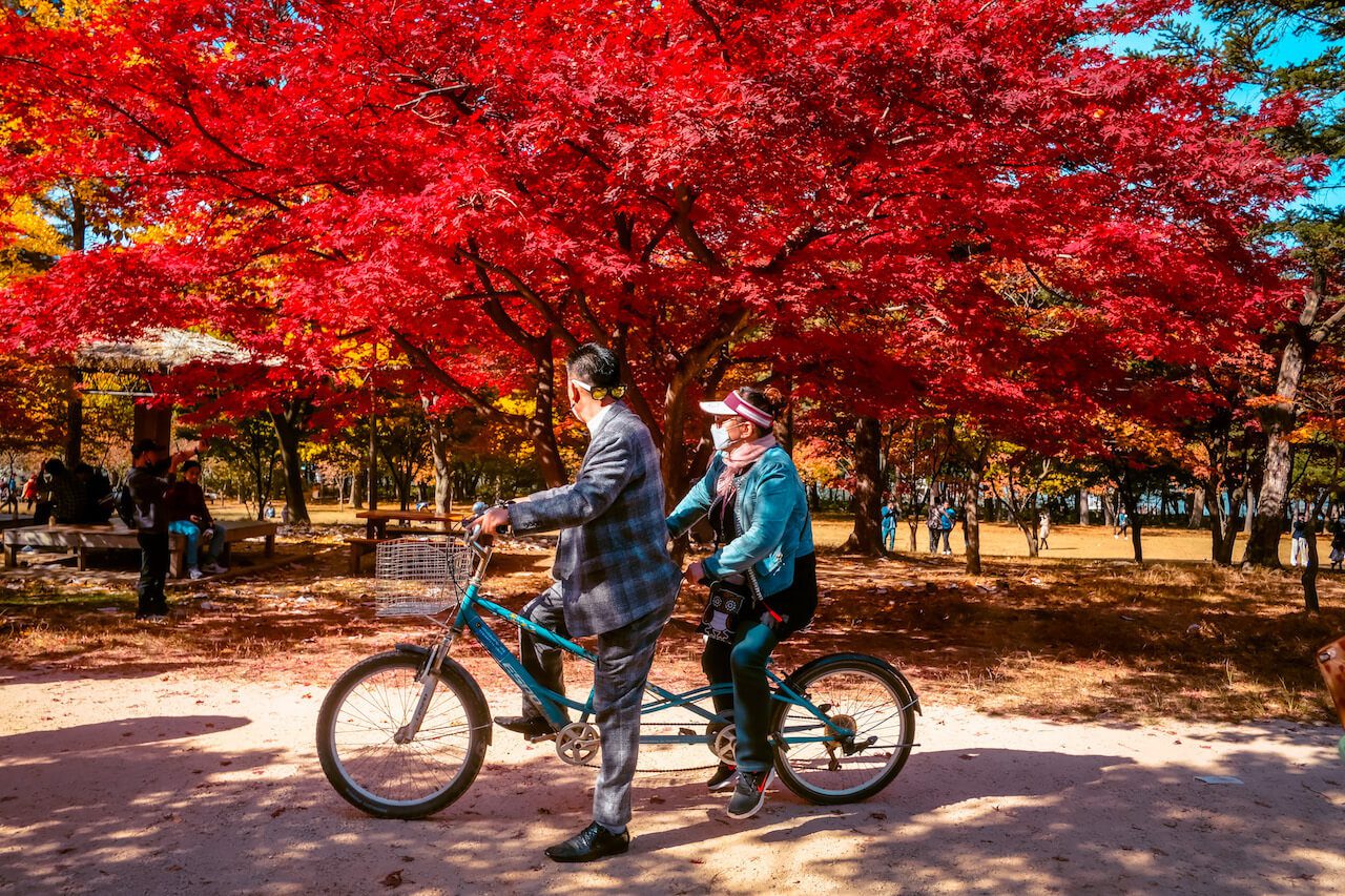 nami island | bicycle rental in korea