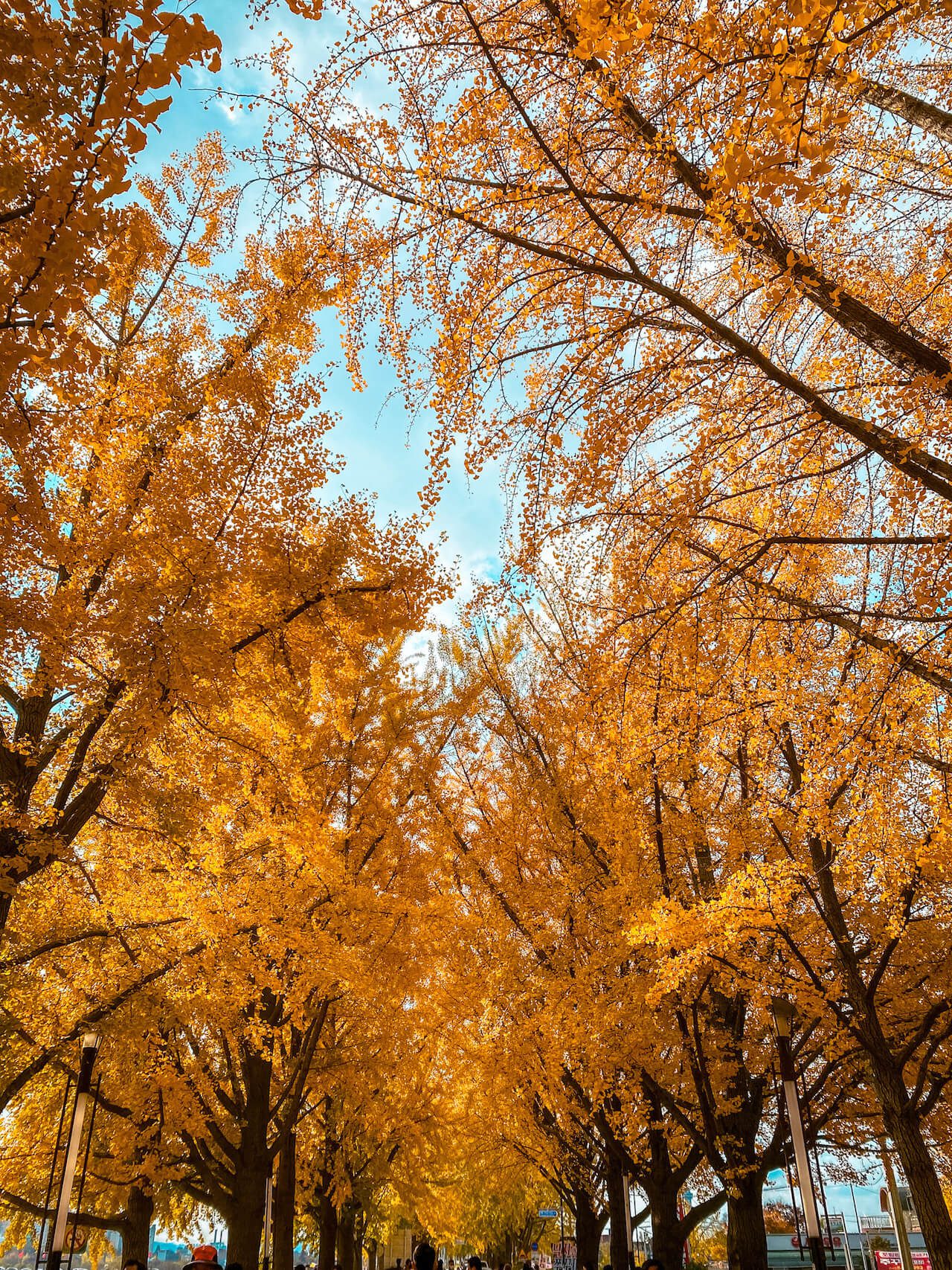 asan ginkgo tree road in autumn