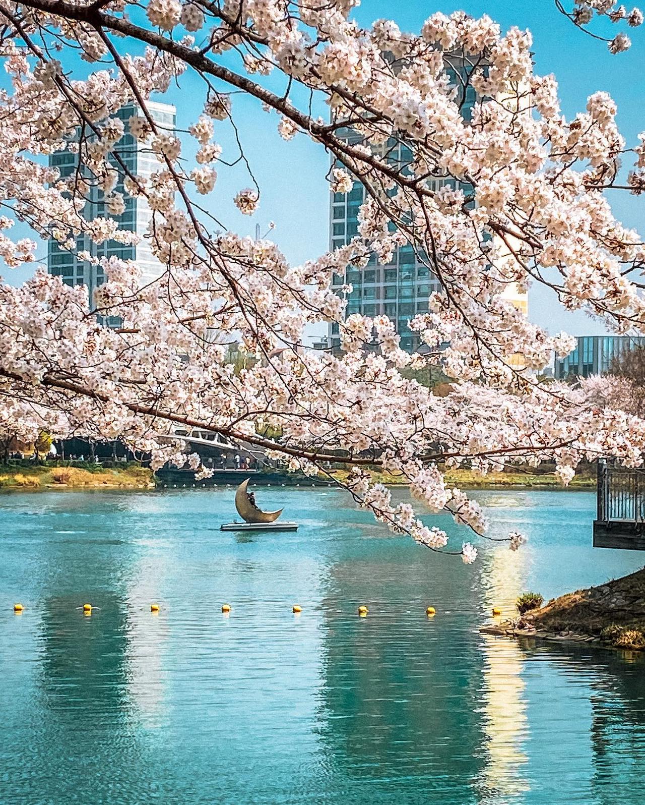 seokchon lake cherry blossom festival