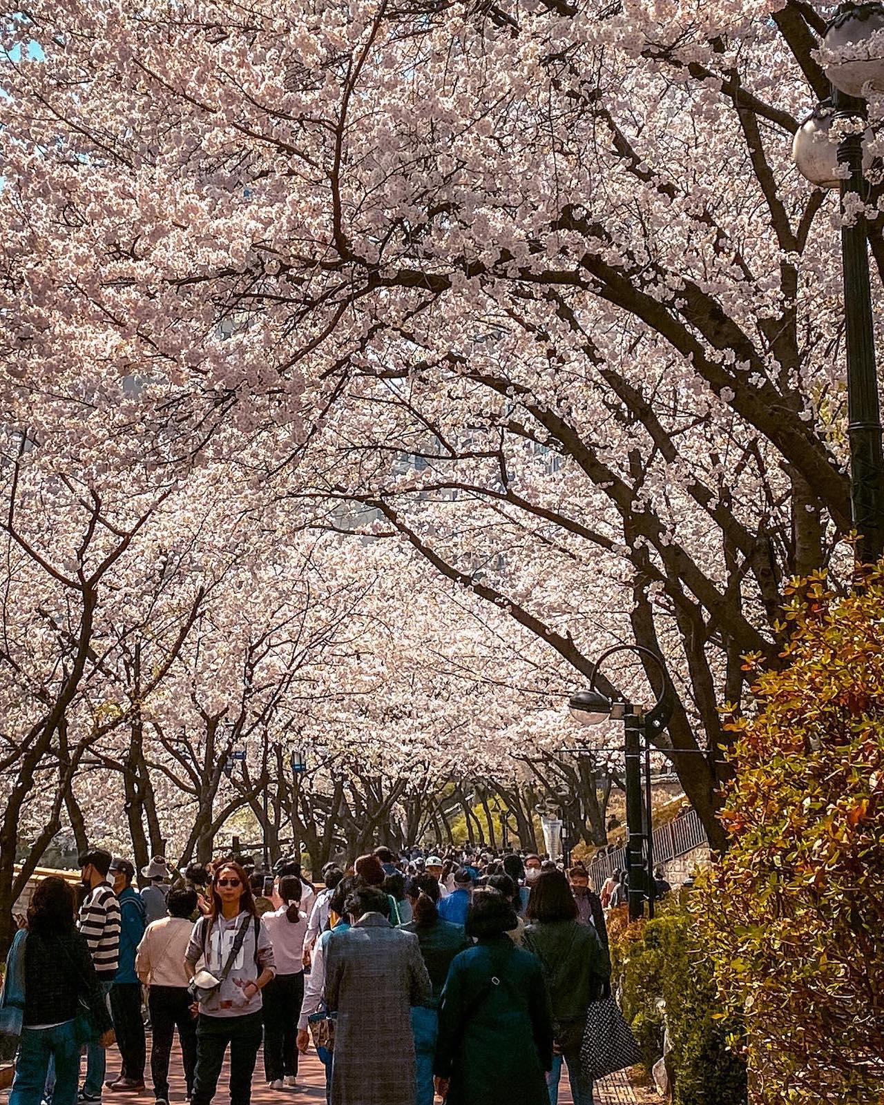 cherry blossom in south korea | seokchon lake
