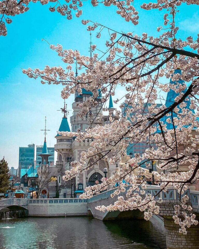 cherry blossom in south korea | seokchon lake