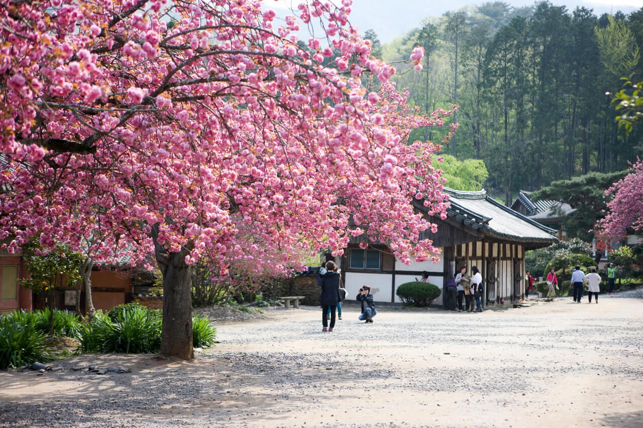king cherry blossoms | seonamsa temple