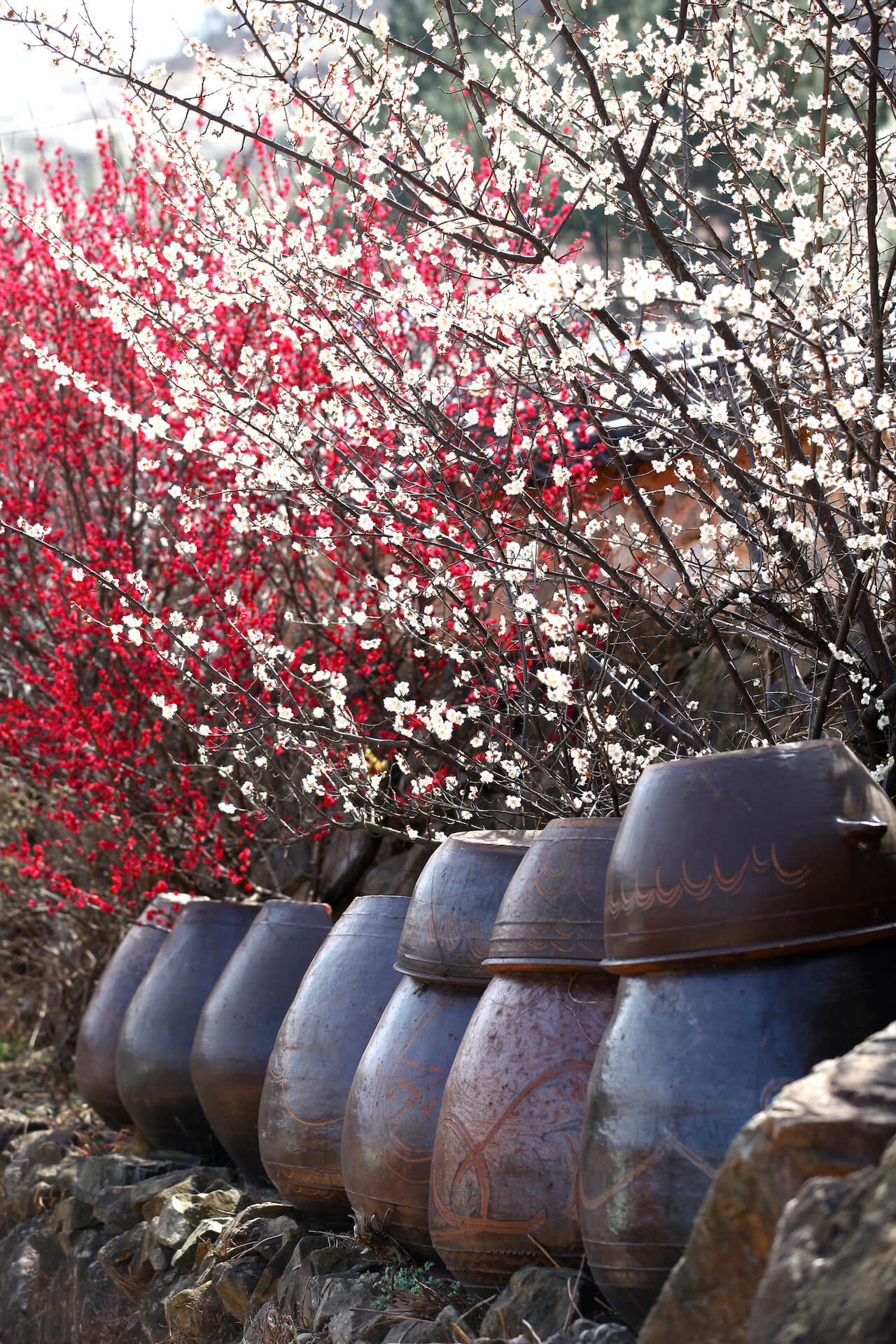 gwangyang maehwa festival | plum blossoms