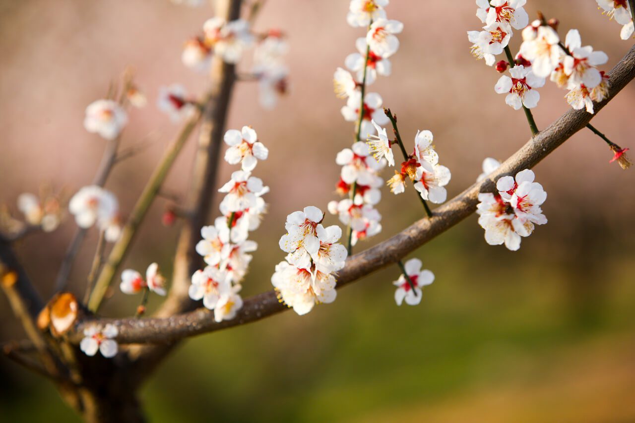 maehwa \ plum blossoms in korea