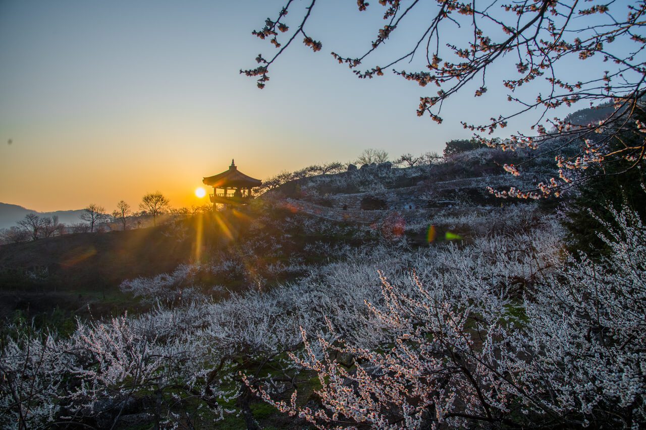 gwangyang maehwa village sunset