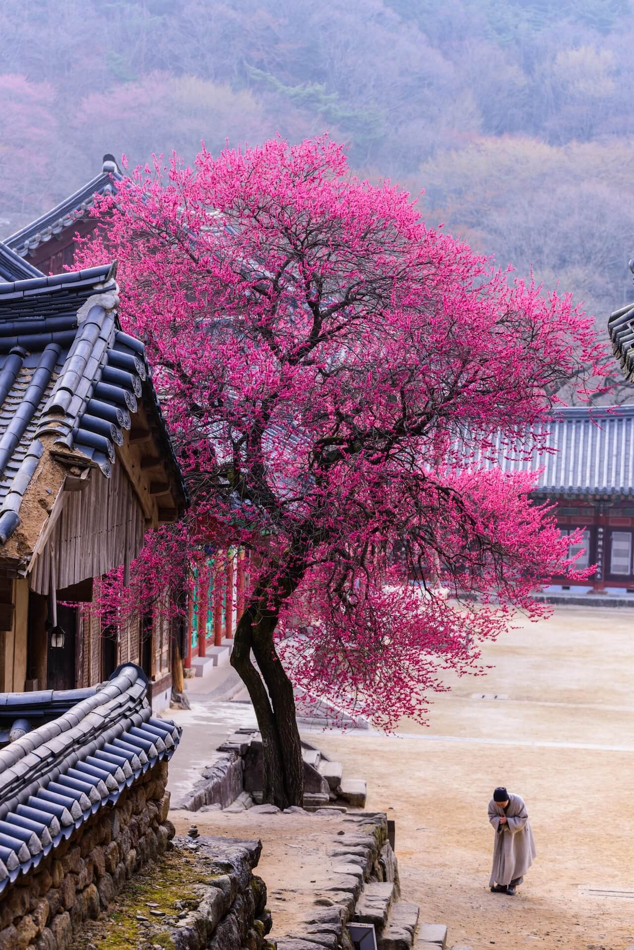 red plum blossoms at hwaeomsa temple in gurye