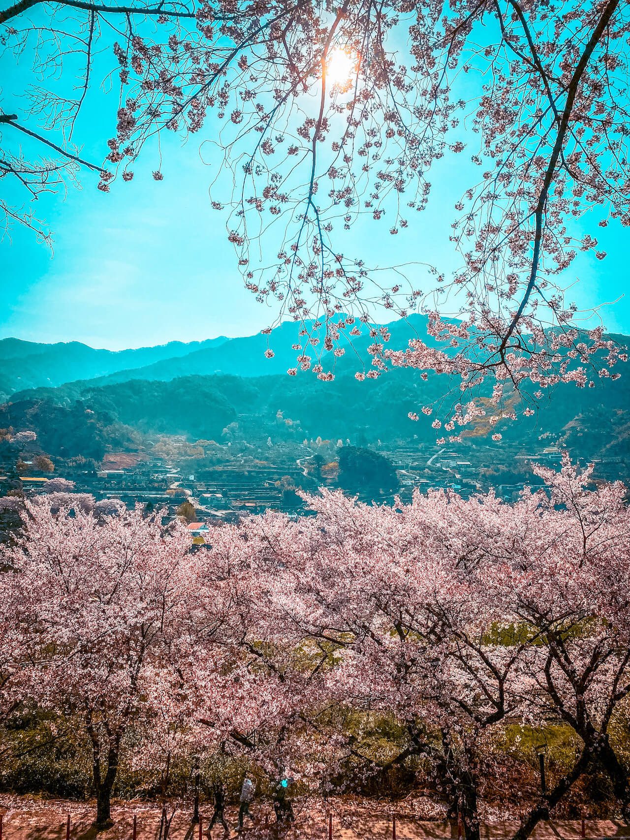hwagae simri cherry blossom road in hadong, south korea