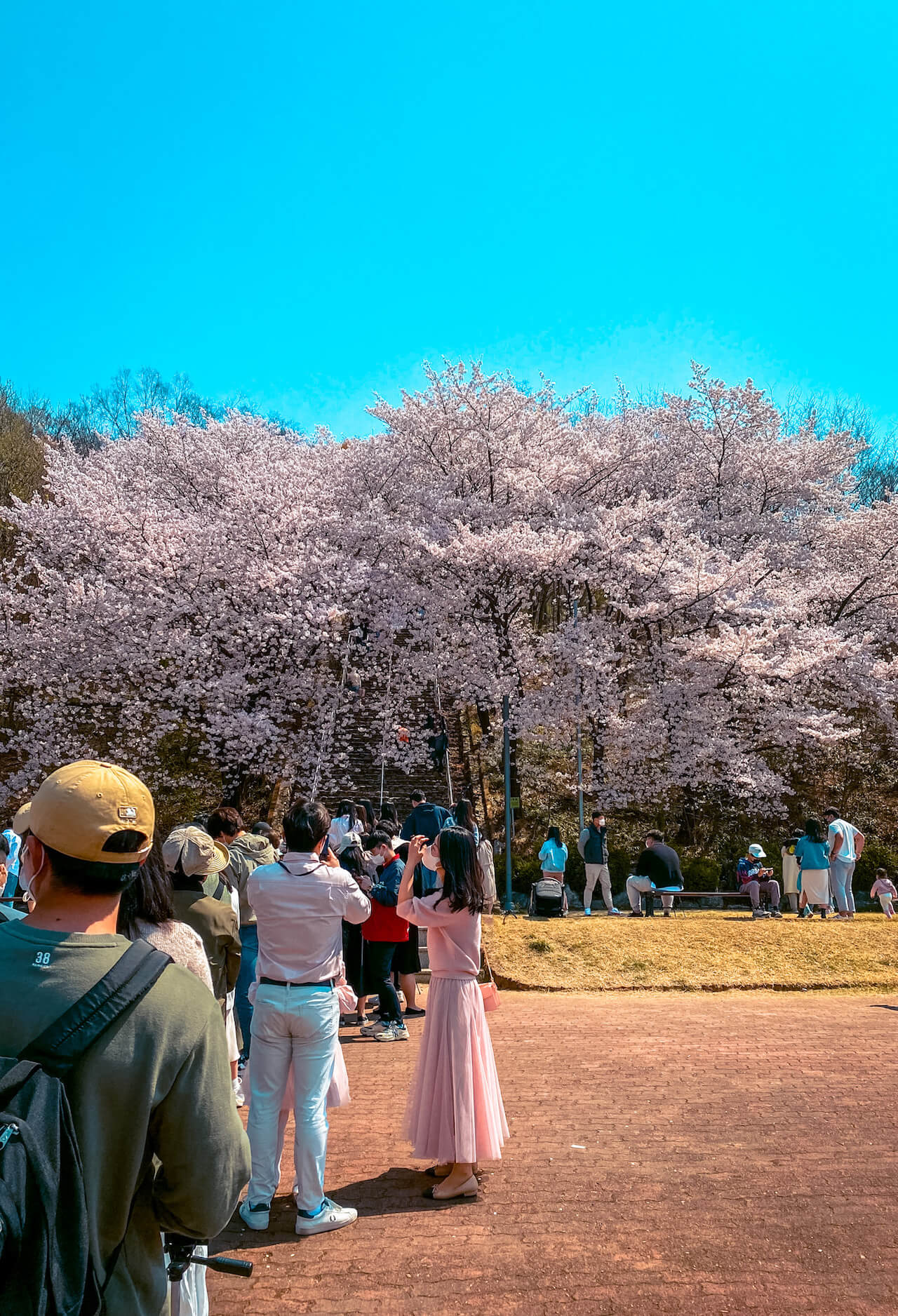 cherry blossom in daegu | chimsanjeong pavilion