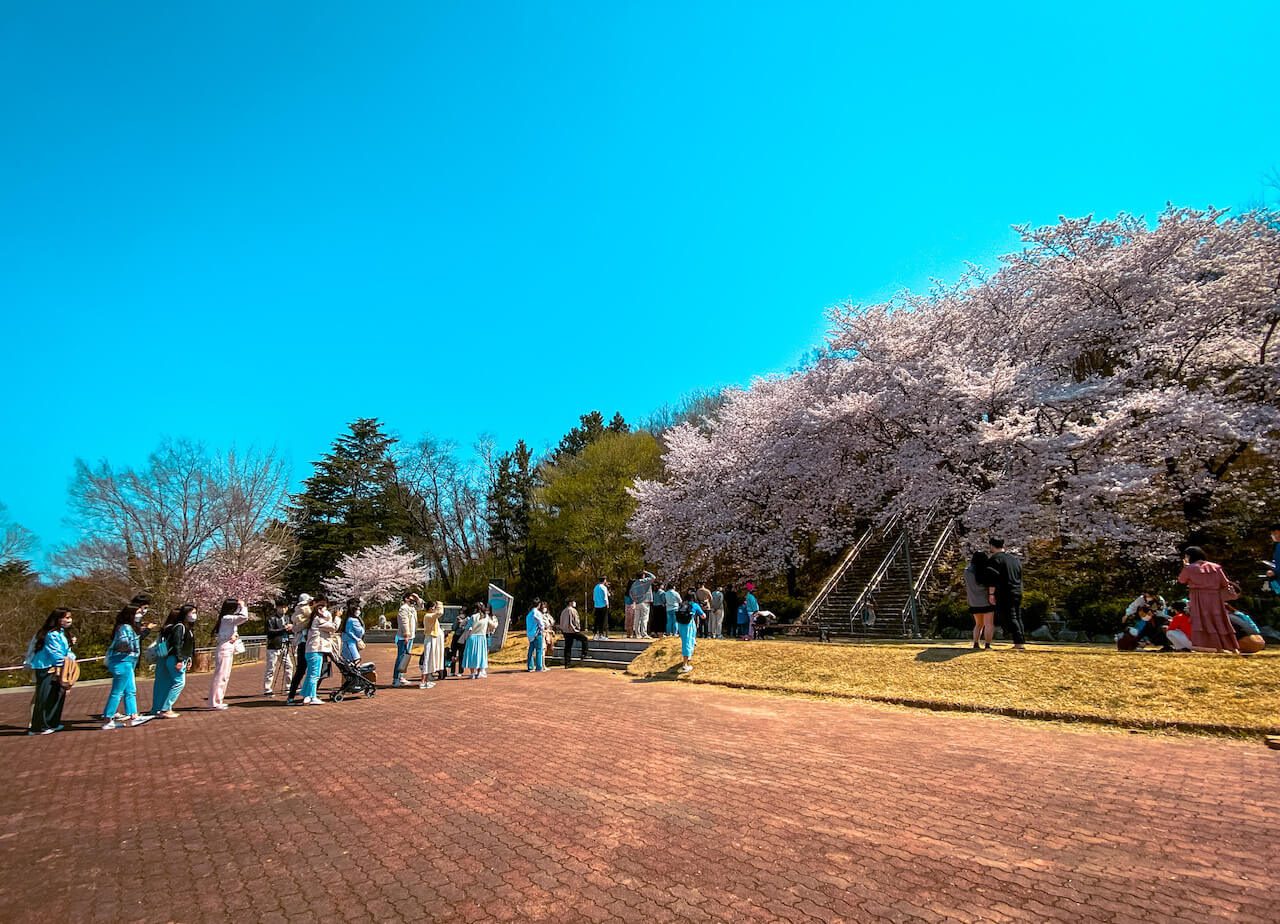 cherry blossom in south korea | chimsanjeong pavilion daegu