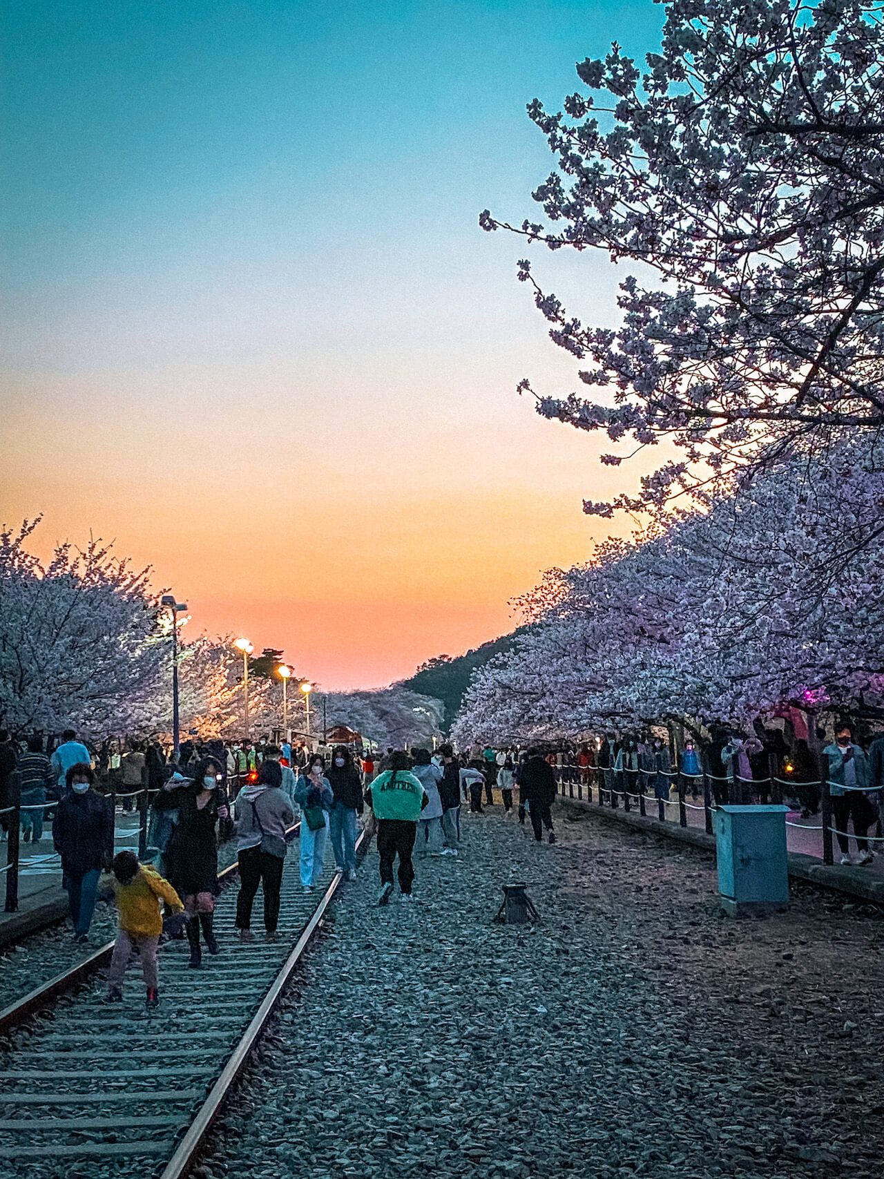 cherry blossoms in korea | jinhae gunhangje festival