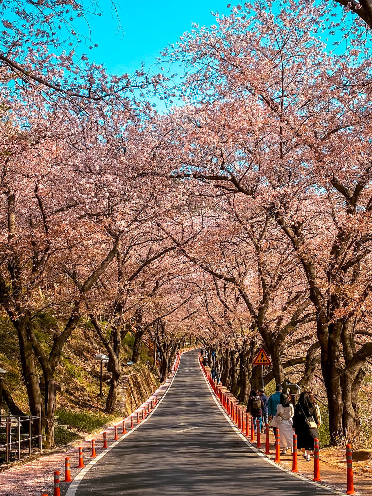 simni cherry blossom road | hadong korea